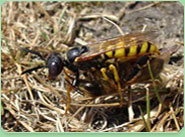wasp control Yeadon