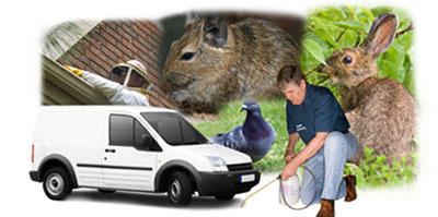 Yeadon local van